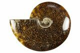 Polished Cretaceous Ammonite (Cleoniceras) Fossil - Madagascar #303966-1